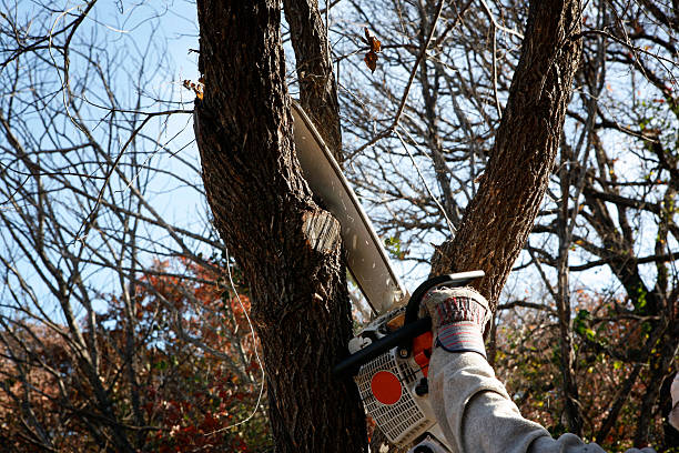 Best Pest Control for Lawns  in Millbourne, PA